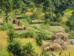 Rijstvelden in Nepal
