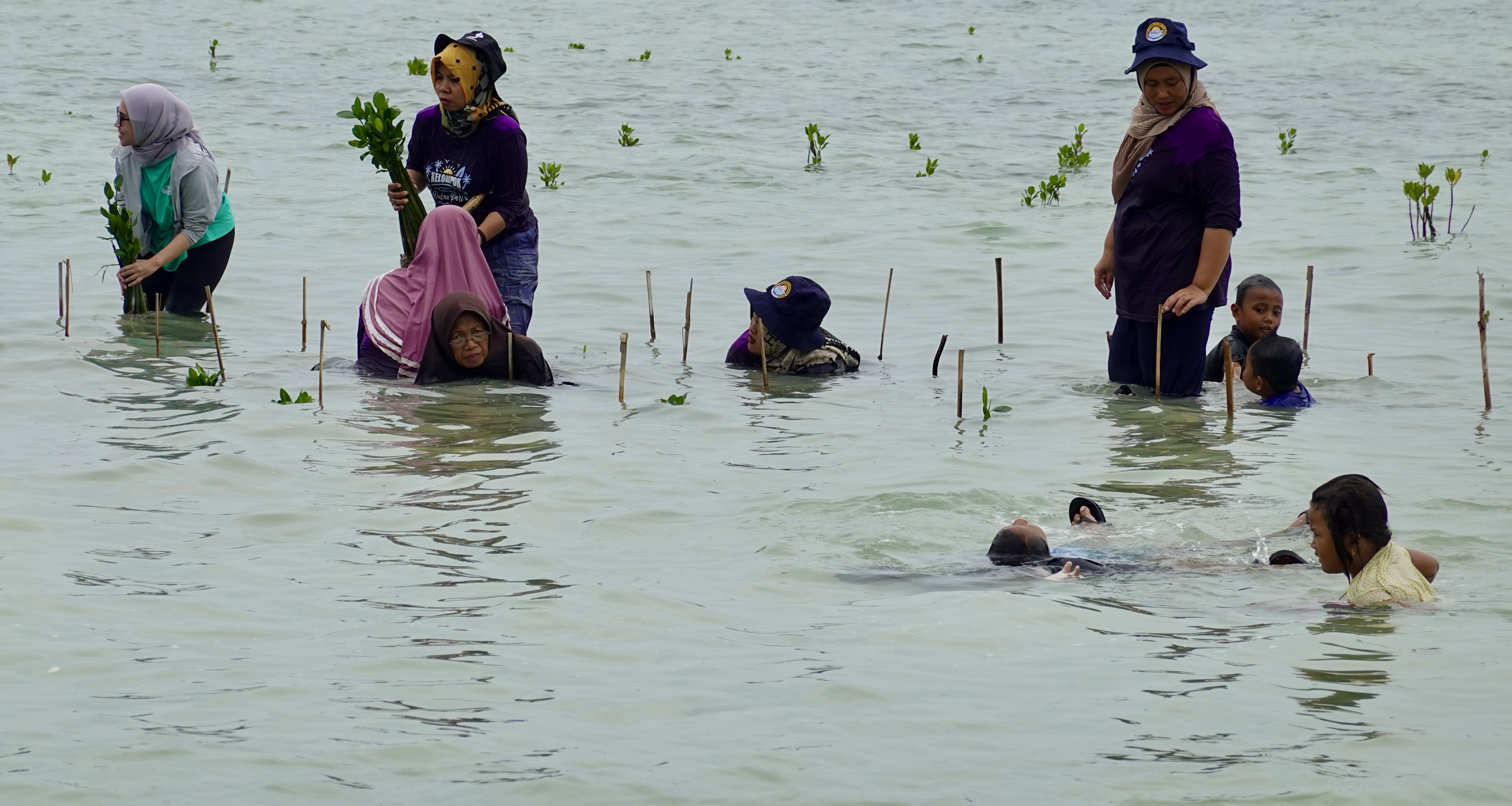 Planten van mangrove in het water bij Pari Eiland in Indonesië