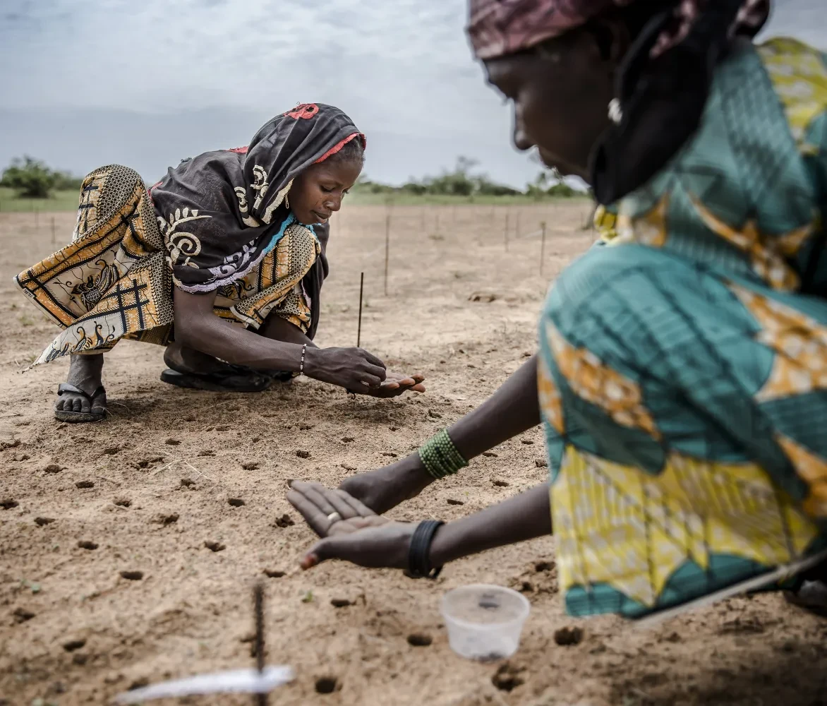 Een vrouw plant wat zaden als onderdeel van een boomplantproject om de Sahel te herbebossen in het dorp Malamawa, regio Zinder, Niger.