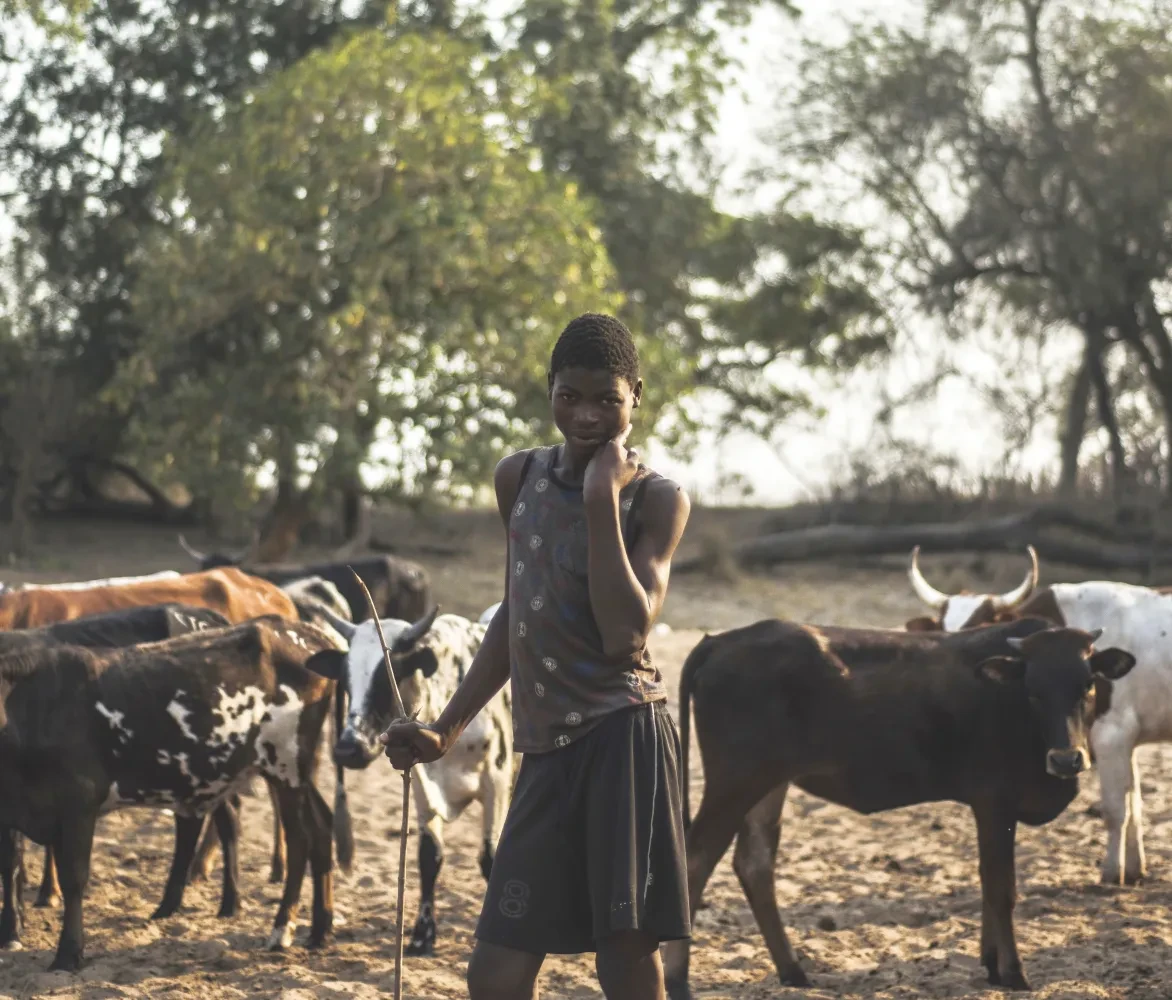 Een veeteler met zijn koeien in Mozambique