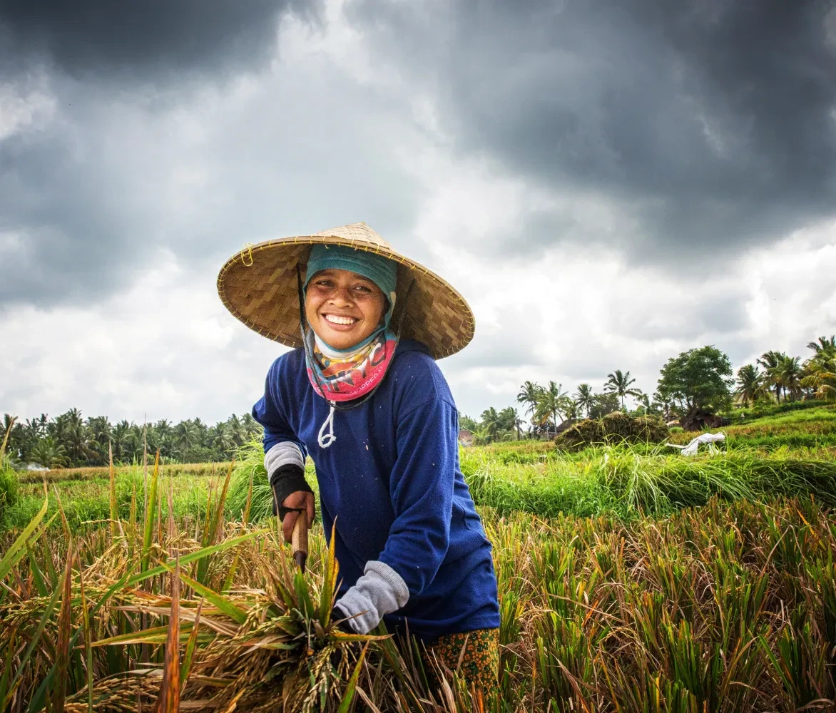 Indonesië rijstveld