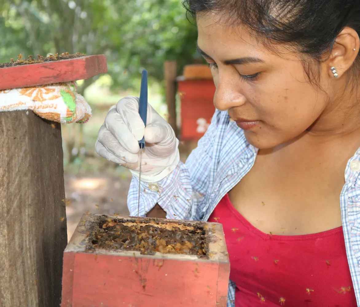 Herstel amazonewoud - bijenteelt