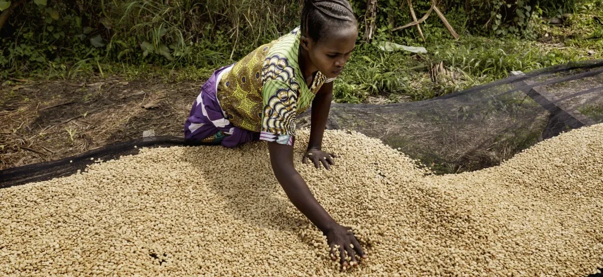 De Congolese koffiecoöperatie Muungano toont dat een andere aanpak mogelijk is. © Eric de Mildt