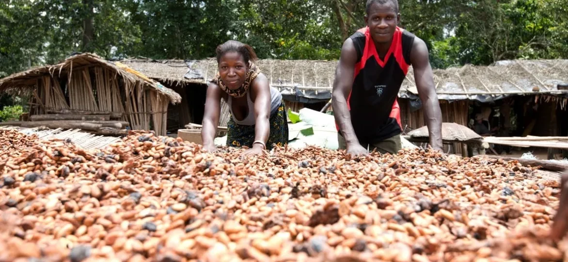 'Bite to Fight'-repen helpen cacaoboeren aan een leefbaar inkomen