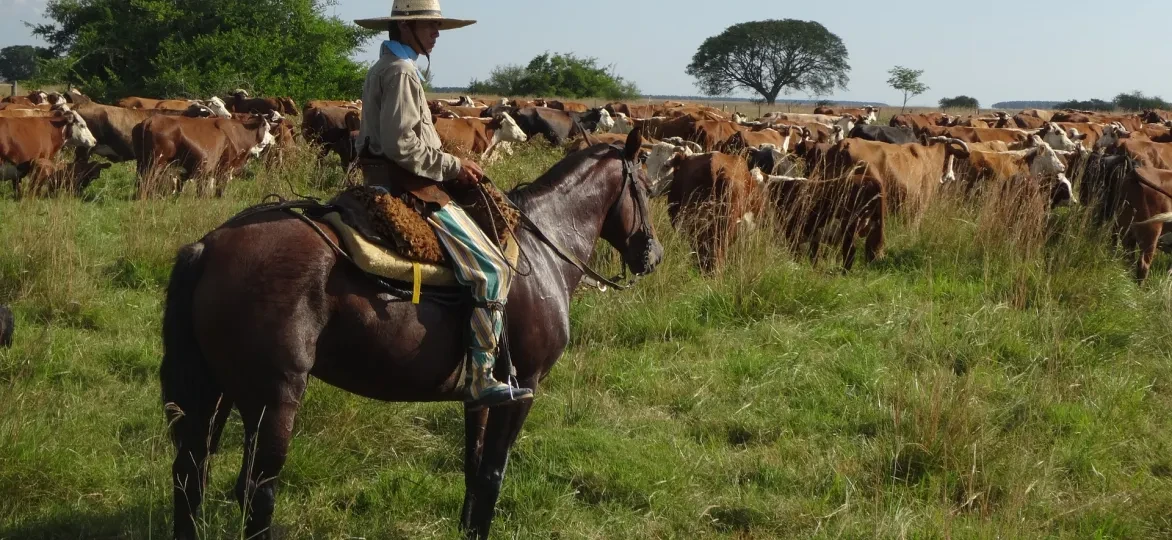 Gaucho op paard hoedt koeien in Argentinië