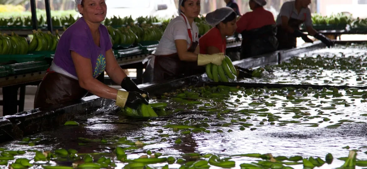ecuador-agroindustrie-flickr-David Brossard