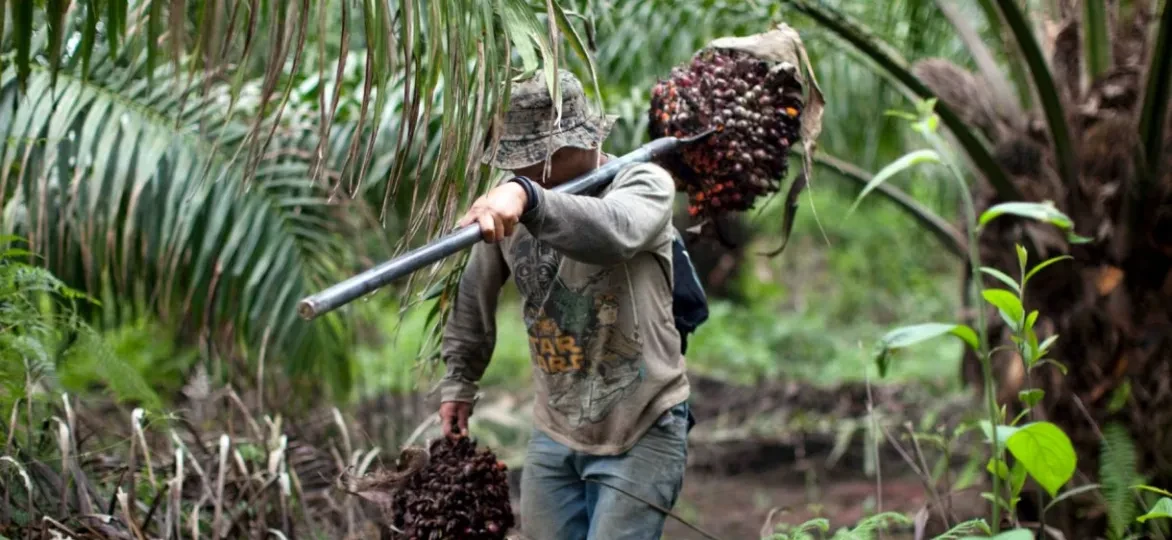 Arbeider in palmolieplantage
