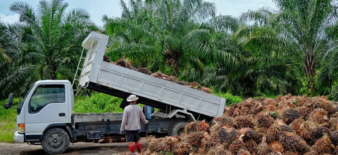 Palmolie productie