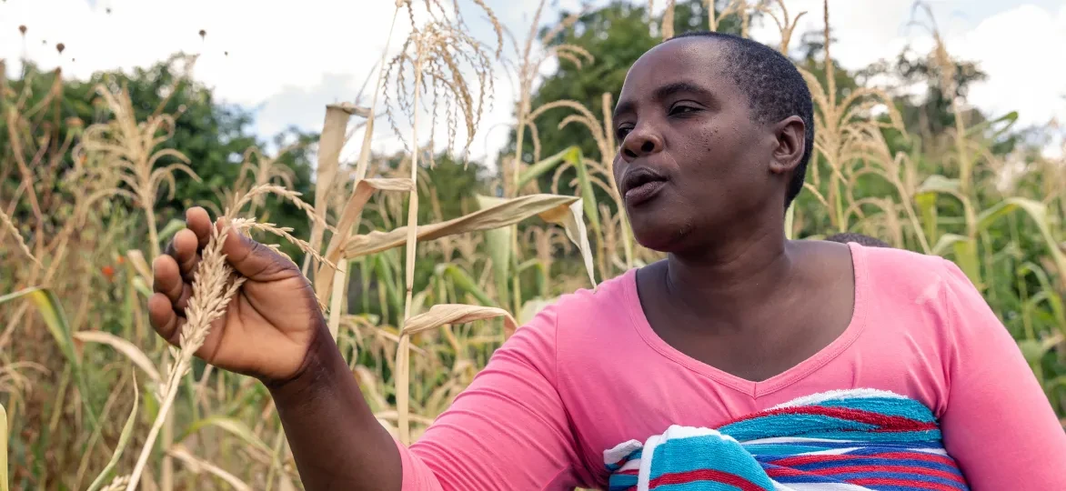 Future Nyamukondiwa inspecteert een onvolgroeide kolf in haar droge maïsveld op het platteland van Mutoko in Zimbabwe. 