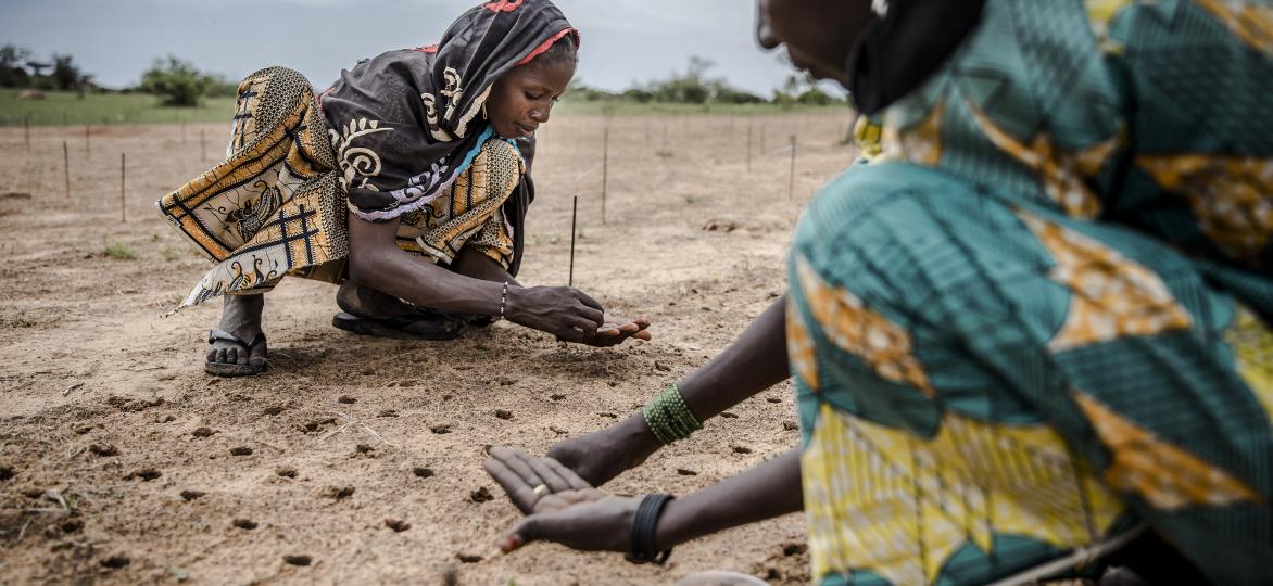 Een vrouw plant wat zaden als onderdeel van een boomplantproject om de Sahel te herbebossen in het dorp Malamawa, regio Zinder, Niger.