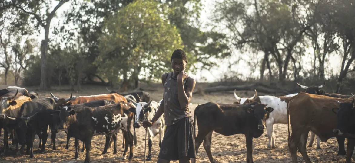 Een veeteler met zijn koeien in Mozambique
