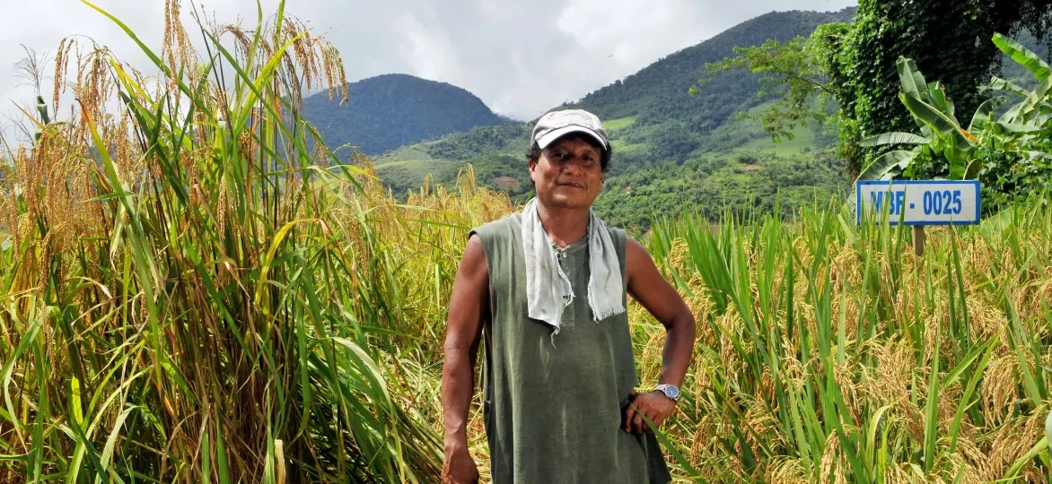 A rice farmer trialling improved rive varieties in Caranavi, Bolivia