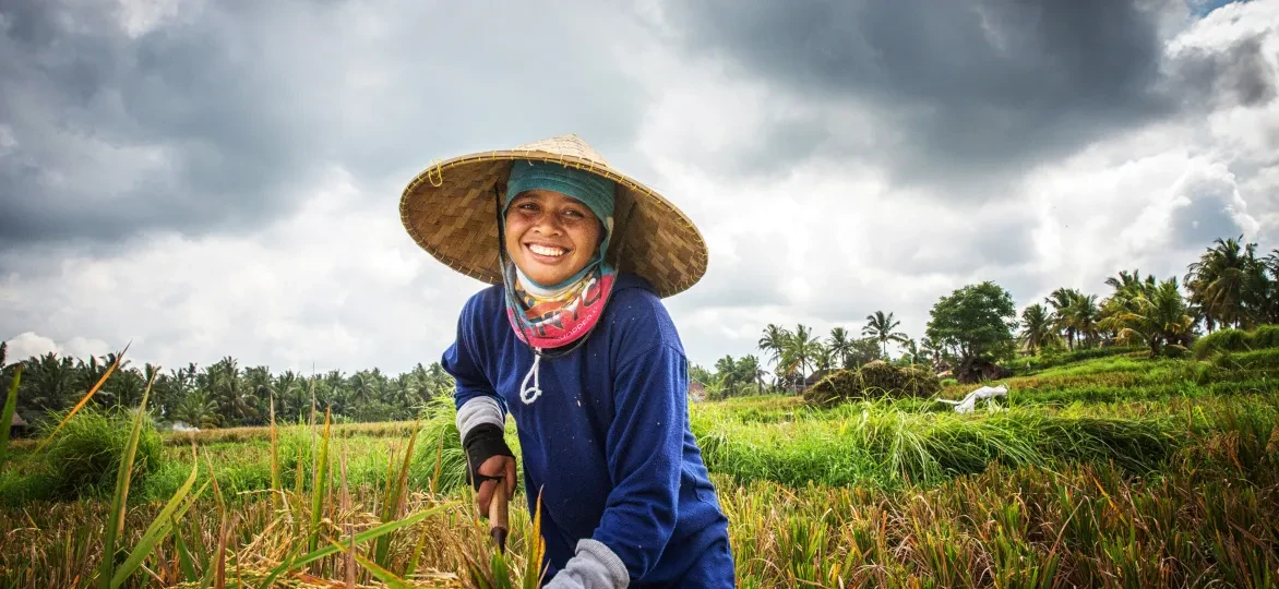 Indonesië rijstveld