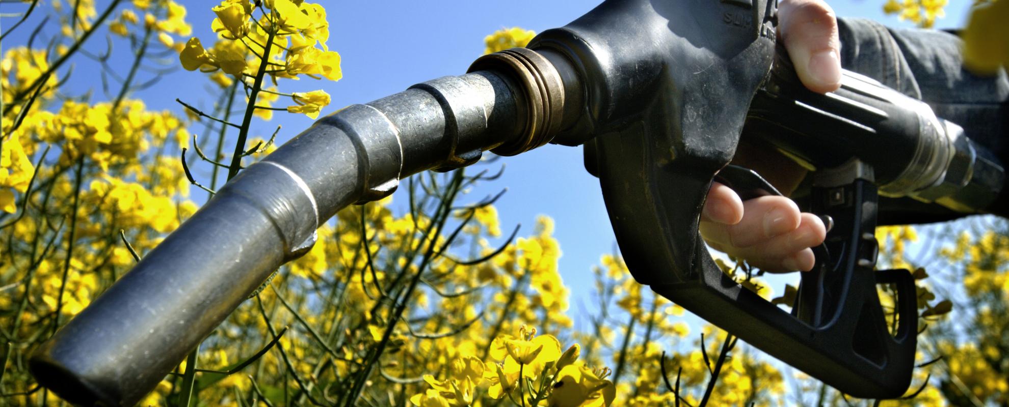 biobrandstof diesel benzine bloemen
