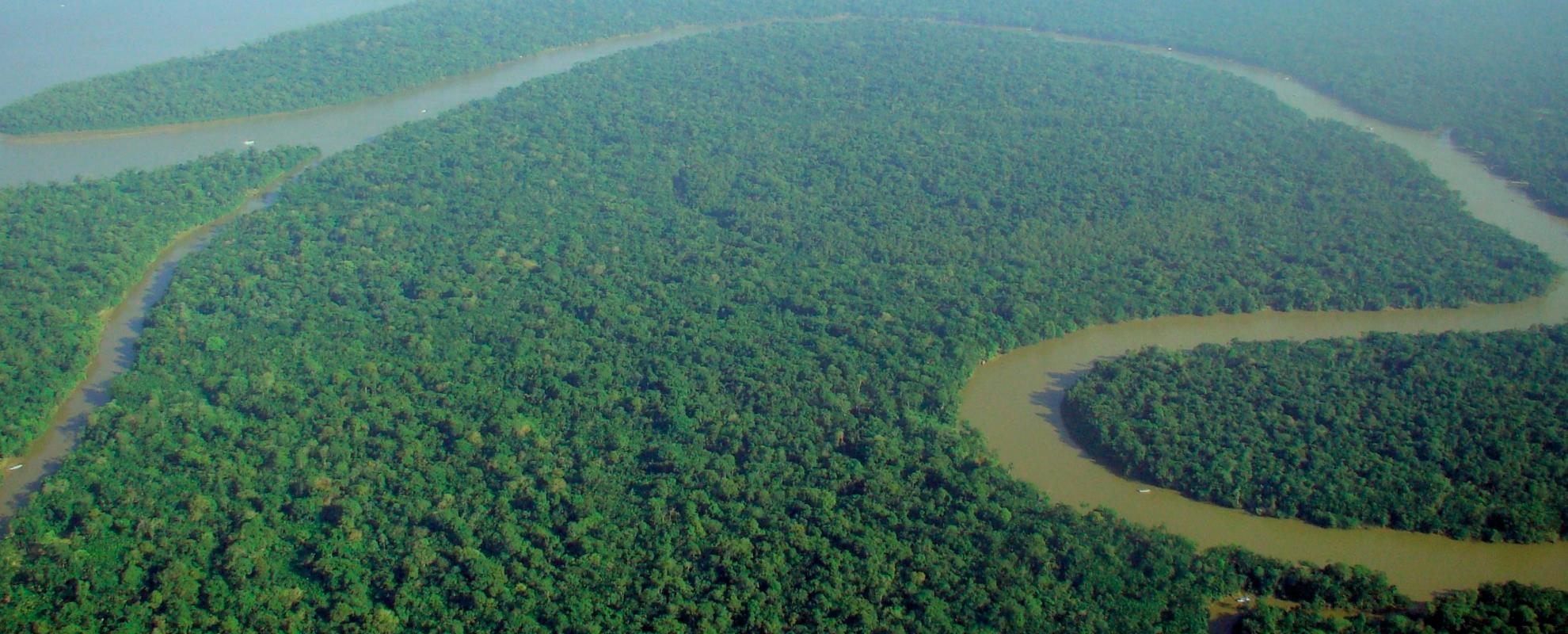 Amazonewoud jungle