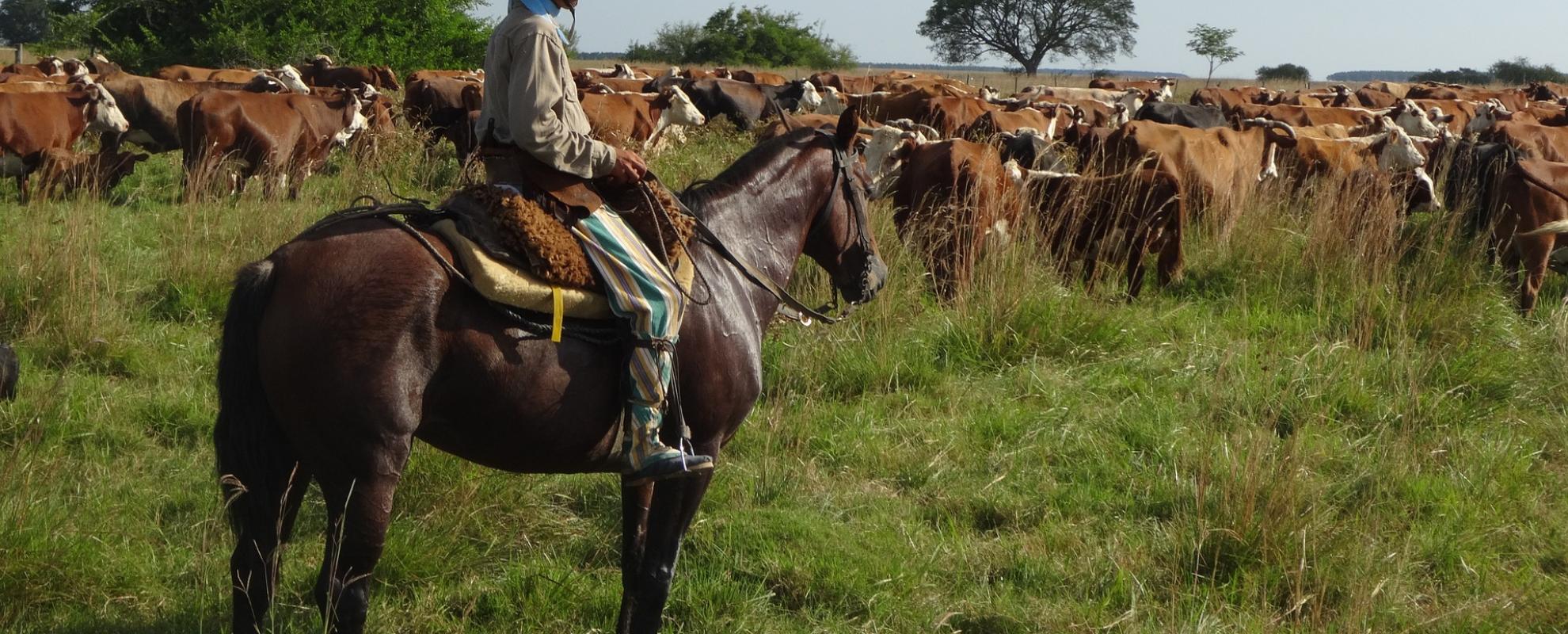 Gaucho op paard hoedt koeien in Argentinië