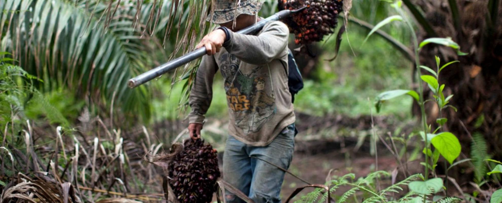 Arbeider in palmolieplantage
