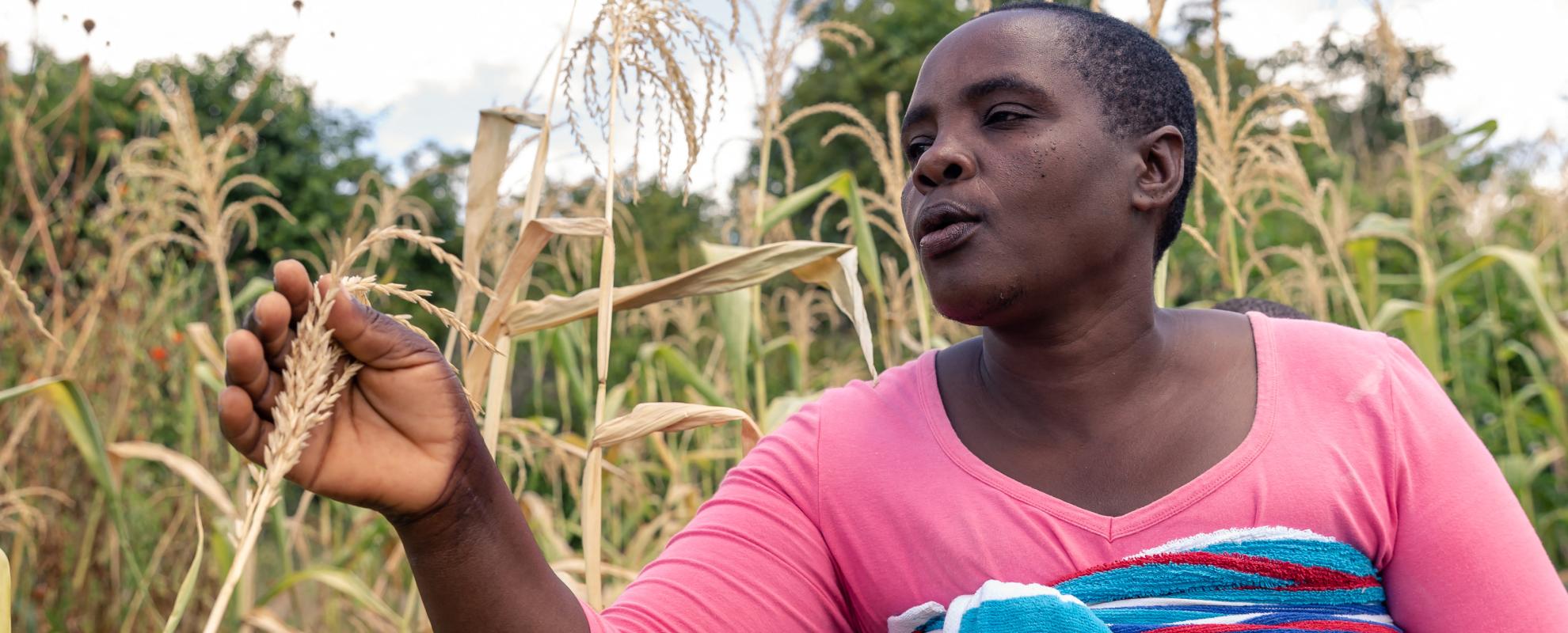 Future Nyamukondiwa inspecteert een onvolgroeide kolf in haar droge maïsveld op het platteland van Mutoko in Zimbabwe. 