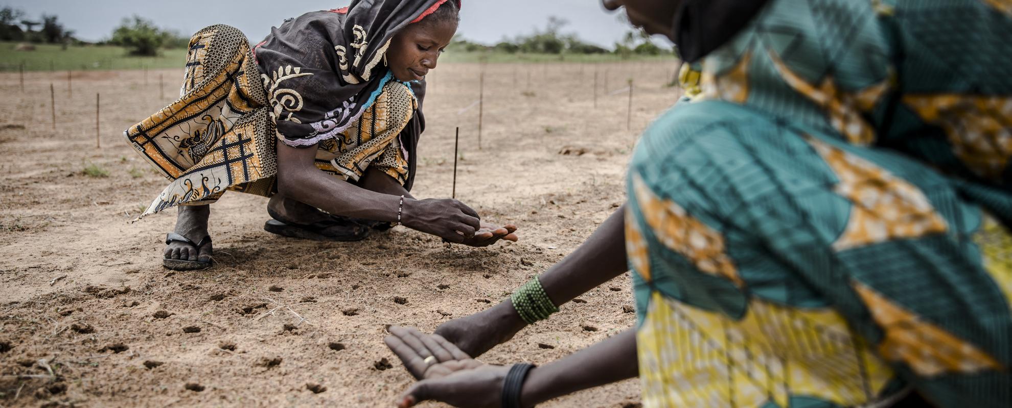 Een vrouw plant wat zaden als onderdeel van een boomplantproject om de Sahel te herbebossen in het dorp Malamawa, regio Zinder, Niger.