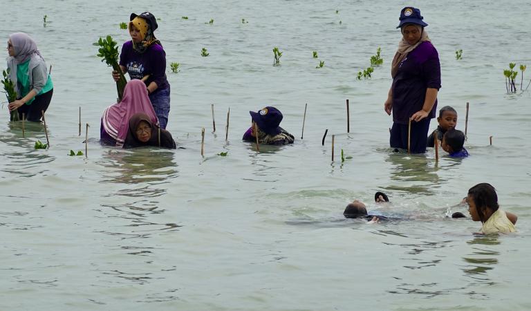 Planten van mangrove in het water bij Pari Eiland in Indonesië