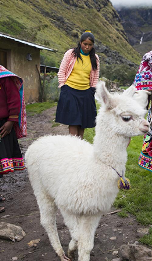 Peru is een van de landen met de grootste biodiversiteit ter wereld, maar ook een land dat kwetsbaar is voor de klimaatverandering.