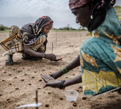 Een vrouw plant wat zaden als onderdeel van een boomplantproject om de Sahel te herbebossen in het dorp Malamawa, regio Zinder, Niger.