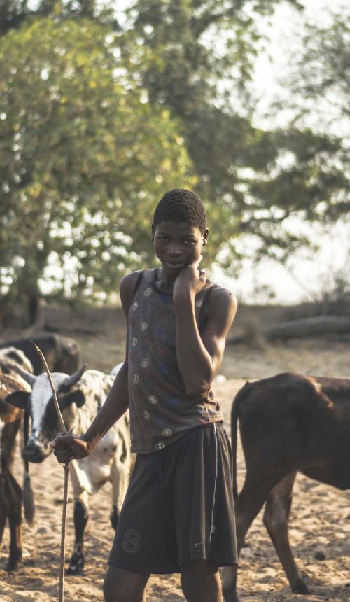 Een veeteler met zijn koeien in Mozambique