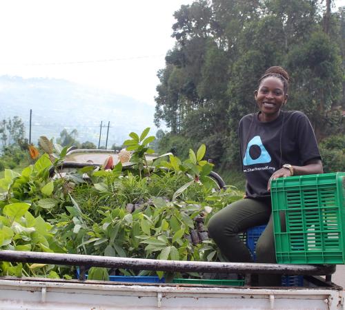 Asiimwe boven op een vrachtwagen met boomplantjes