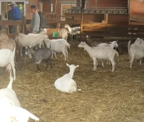 Bezoek aan geitenboerderij 't Eikenhof