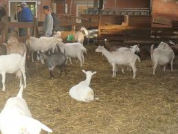 Bezoek aan geitenboerderij 't Eikenhof