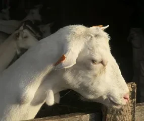 Bezoek aan geitenboerderij 't Eikenhof