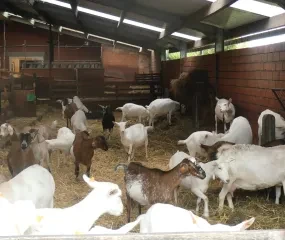 Bezoek aan geitenboerderij 't Eikenhof