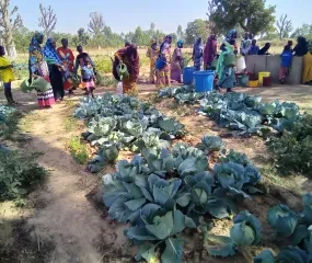 Groententuin in Noukoula