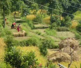 Rijstvelden in Nepal