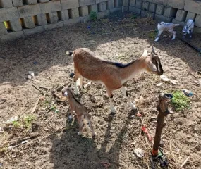de bouw van het kippenhok