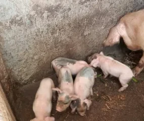 Zeug met haar kleintjes.