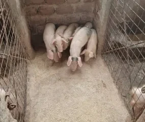 Onze eerste biggetjes worden groot.