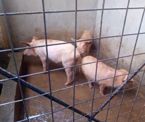 3 biggen per stal.