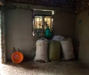 Voedsel voor de biggen. 