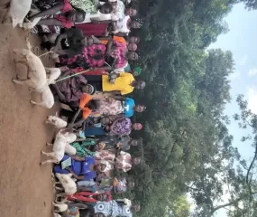 Uitgedeelde biggen en kippen