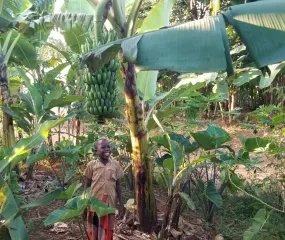 4de Pijler Nanje Nige Burundi Bananenplantage