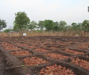 Aanleg schooltuin in Bénin