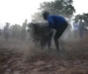 Stof vreten bij de aanleg van de tuin in Niger