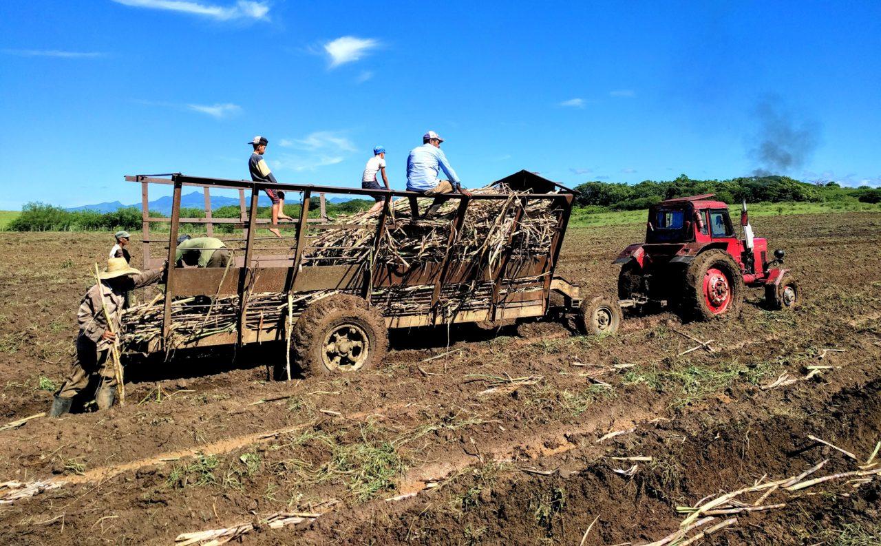 Cubaanse landarbeiders planten onder een verschroeiende zon suikerriet, een van de belangrijkste Cubaanse exportproducten