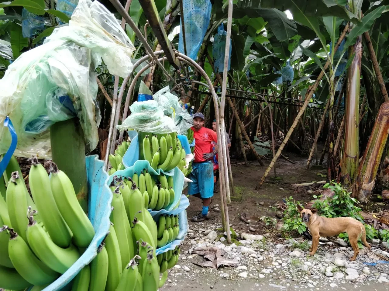 ecuador-astac-agroindustrie-1