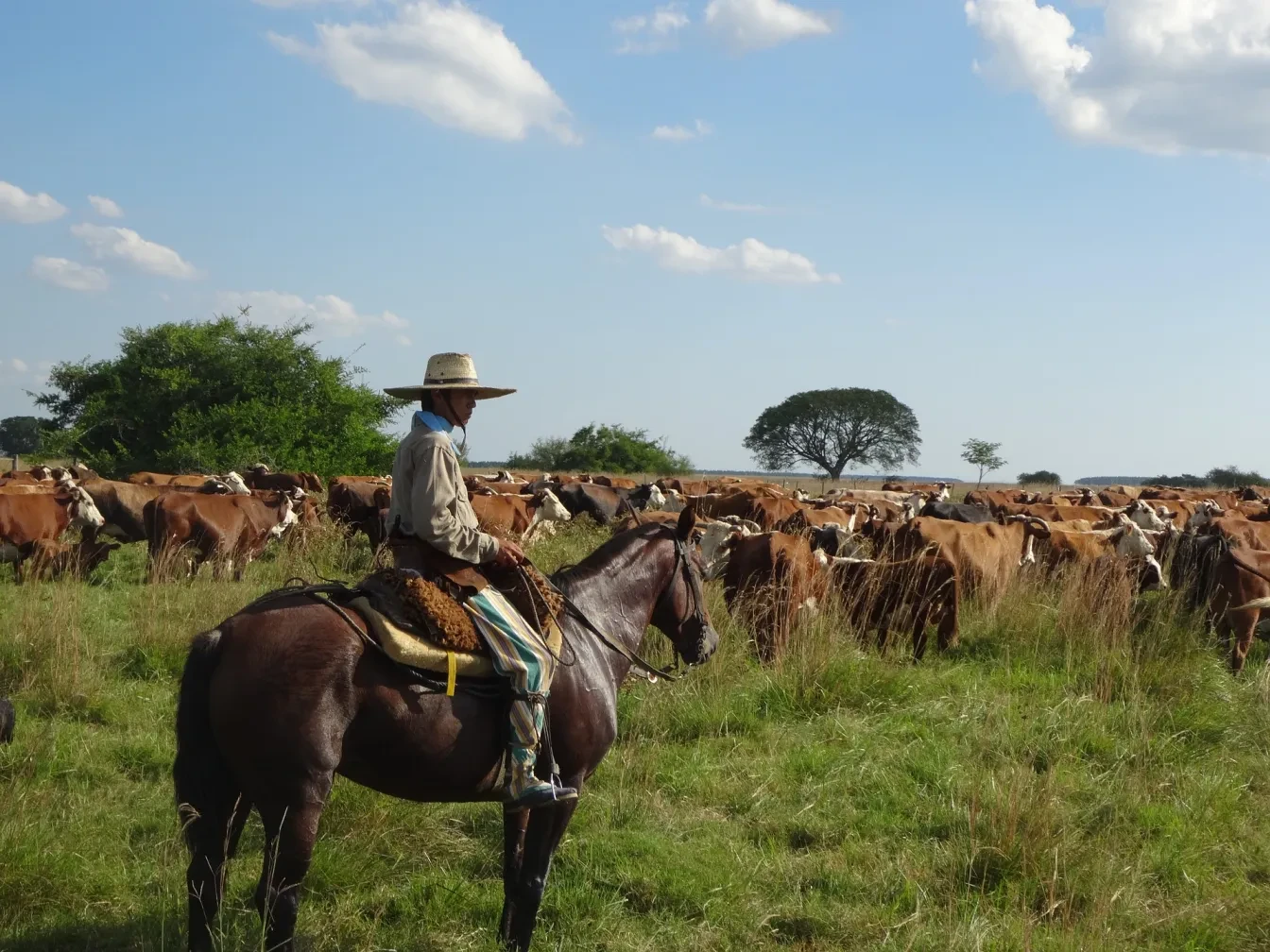 Gaucho op paard hoedt koeien in Argentinië