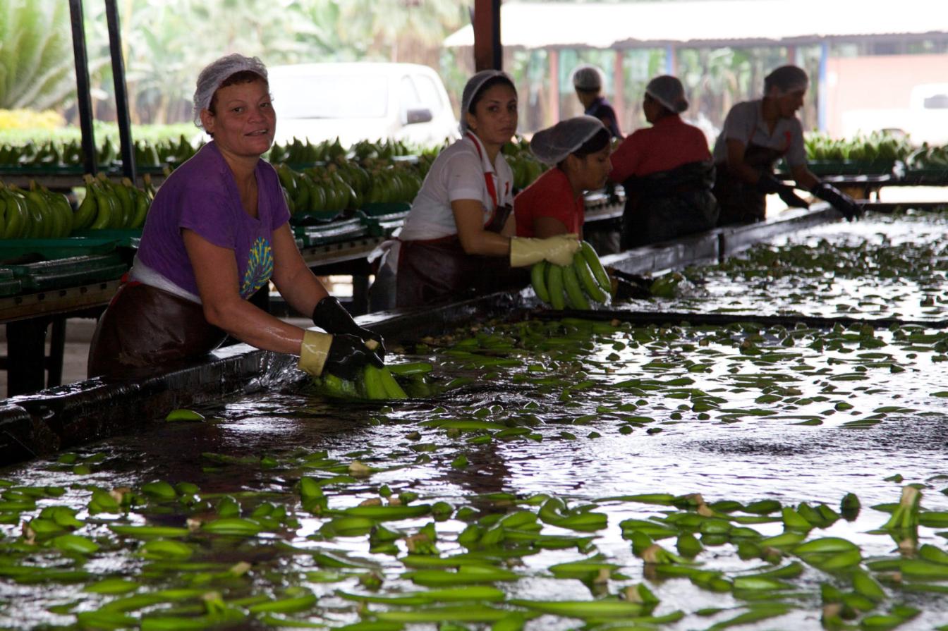 ecuador-agroindustrie-flickr-David Brossard