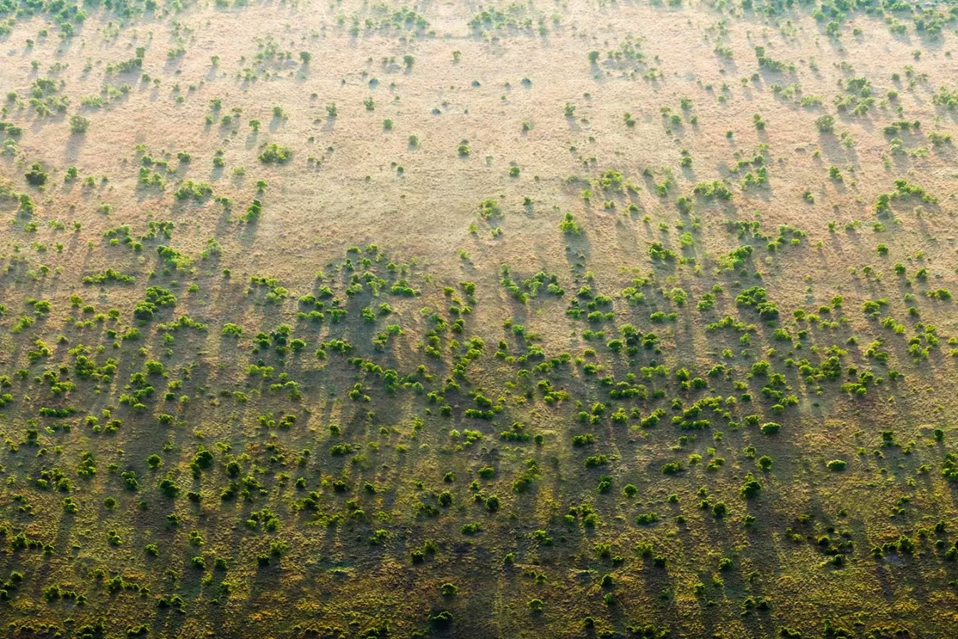 The Great Green Wall