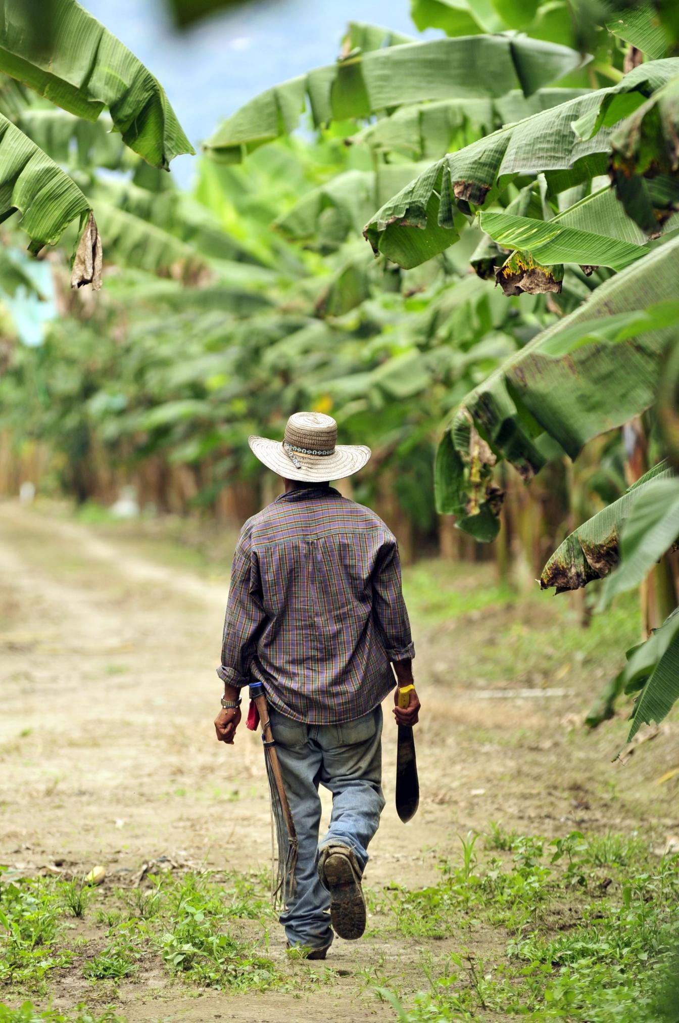 Colombiaanse bananenplantage