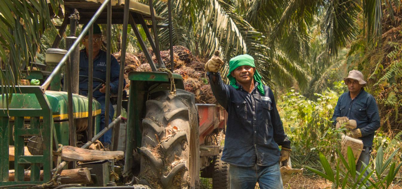 Mannen aan het werk op de palmolieplantage CumaralPalm in Indonesië
